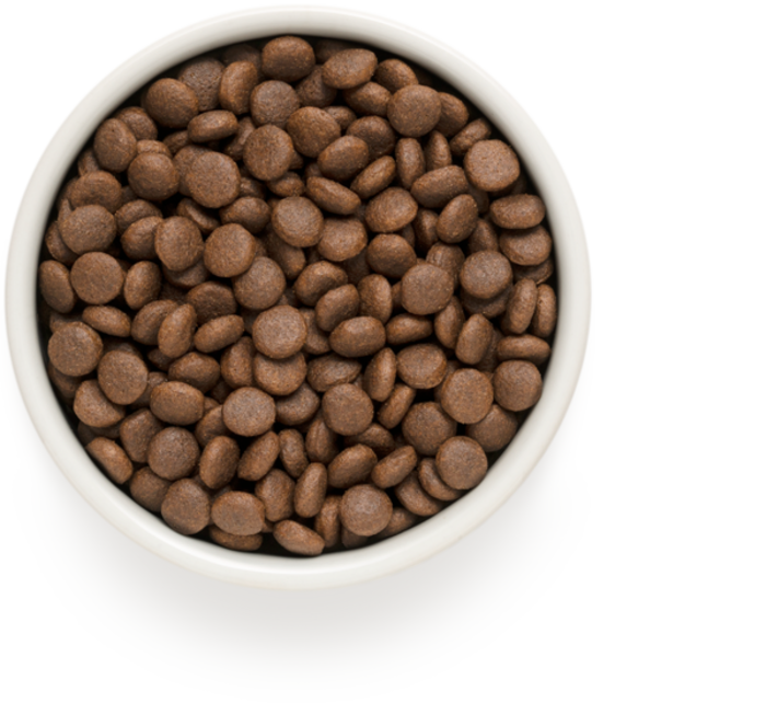 Grandorf Adult Medium-Maxi Xira Trofi Skulou me Arni kai Glopoula 3kg